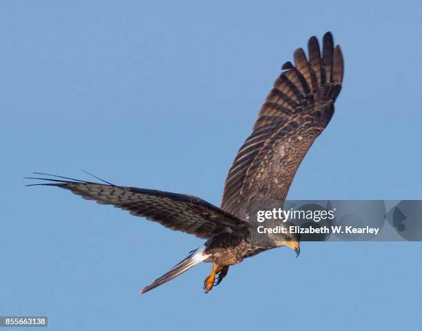 Flying Snail 139 Elizabeth Kite Stock Photos, High-Res Pictures, and Images - Getty ...