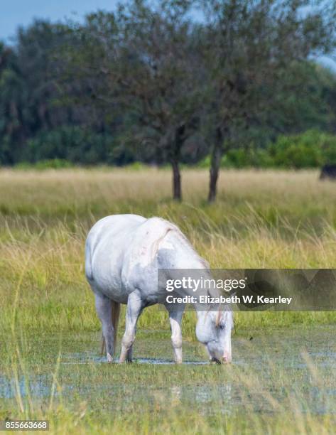 white horse in flooded pasture - whirlwind horse stock pictures, royalty-free photos & images