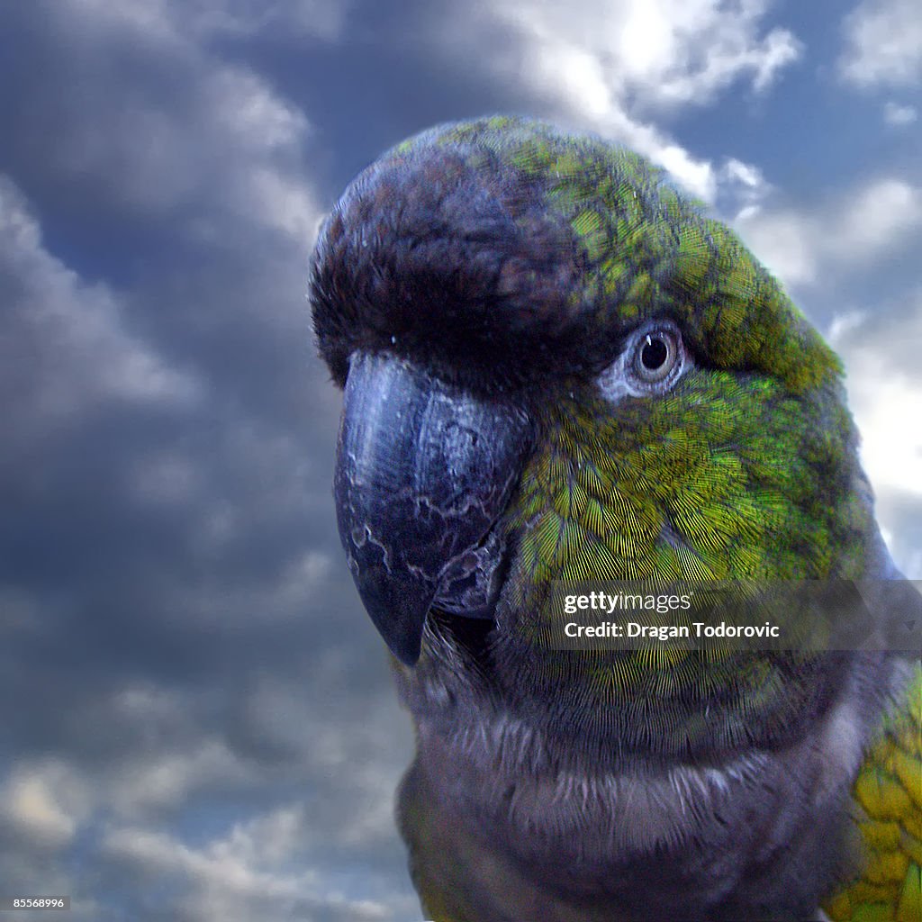 Parrot looking away, close-up