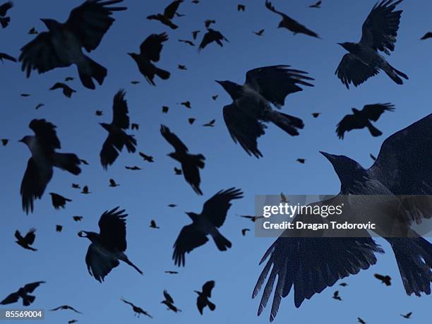 crow flying in sky - corvo pássaro imagens e fotografias de stock