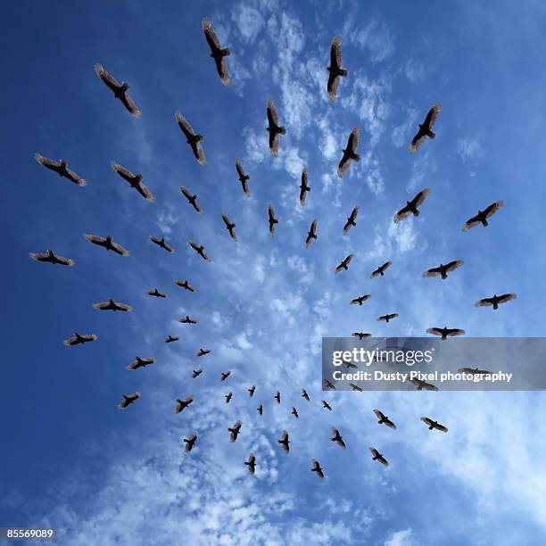 vultures in flight, upward view - arizona bird stock-fotos und bilder