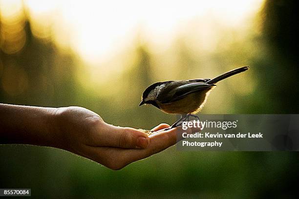 symbiotic - titmouse stock pictures, royalty-free photos & images