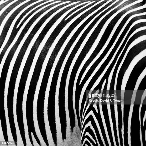 close-up of striped zebra - zebra print stockfoto's en -beelden