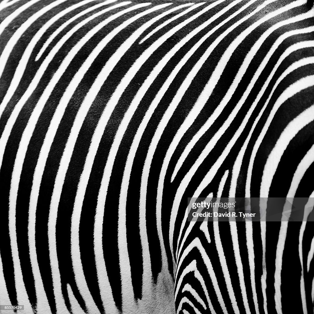 Close-up of striped Zebra