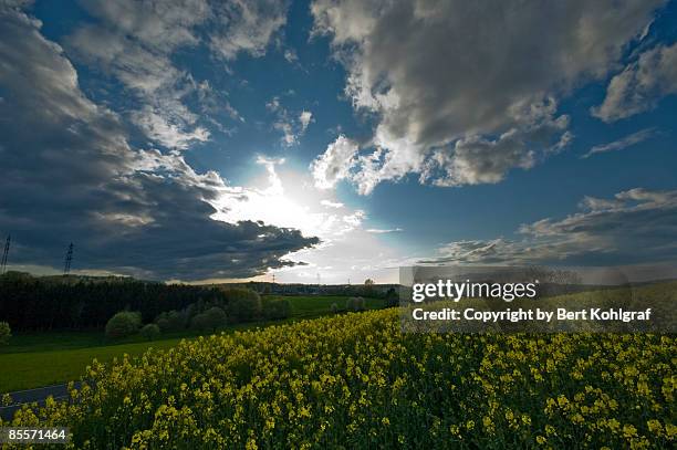 rapsfeld in gegenlicht - rapsfeld stockfoto's en -beelden