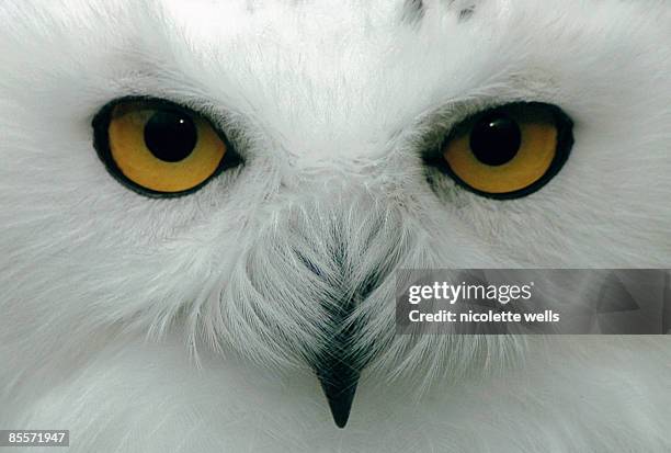 snowy owl up close - kingussie stock pictures, royalty-free photos & images