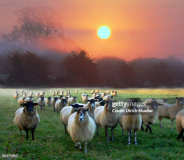 sheeps on a meadow - sheep walking stock pictures, royalty-free photos & images