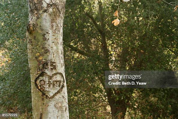 heart carved in to a tree trunk in a wooded area - schnitzen stock-fotos und bilder