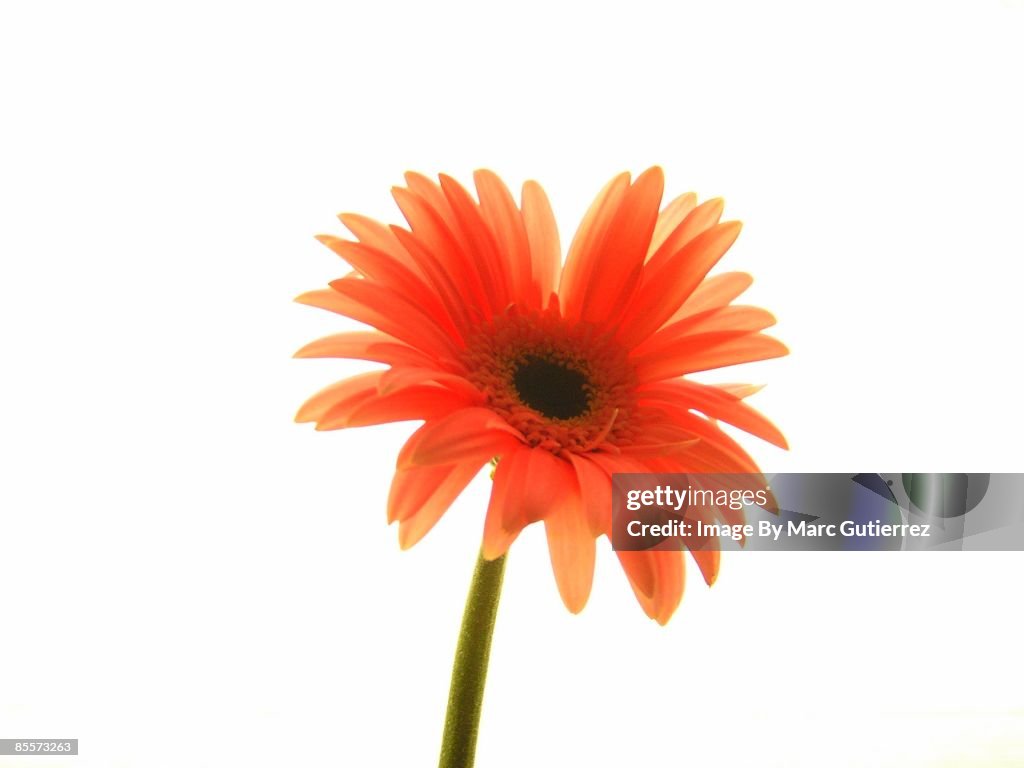 Gerbera Daisy