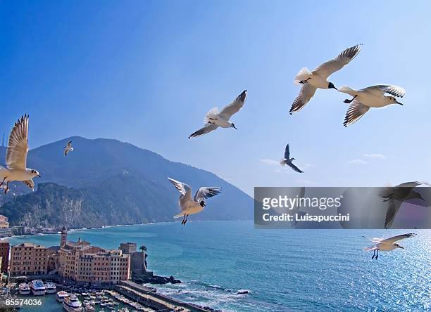 flying seagulls - luisapuccini foto e immagini stock