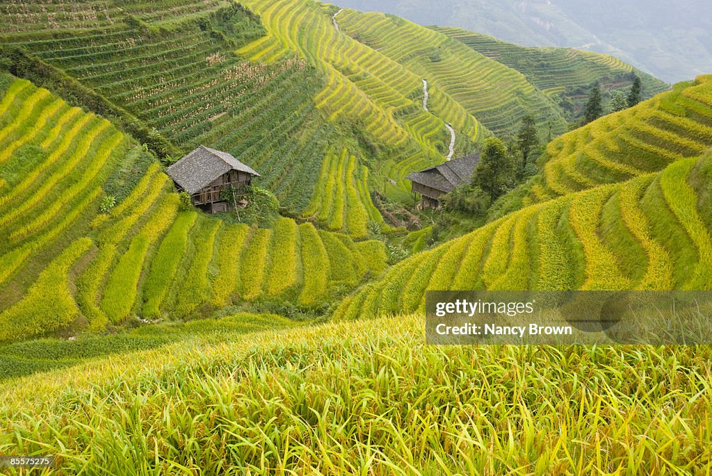 Longsheng Rice Terraces in the Fall near Guilin Ch