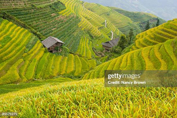 longsheng rice terraces in the fall near guilin ch - guilin - fotografias e filmes do acervo