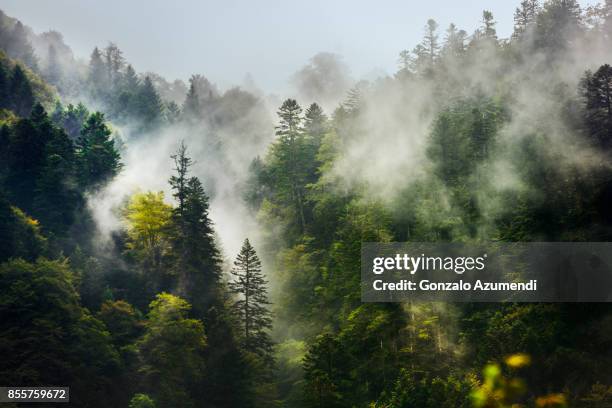 lys valley at luchon - fog stockfoto's en -beelden