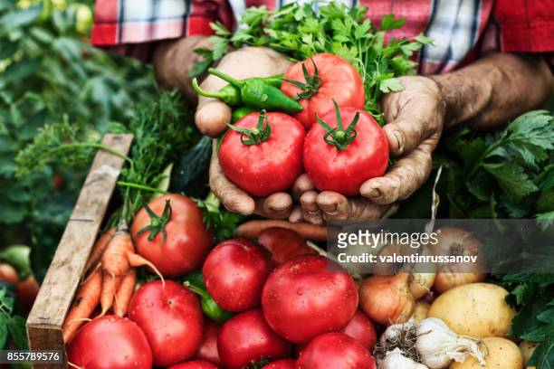 handen met tomaten oogst-close-up - tomato harvest stockfoto's en -beelden