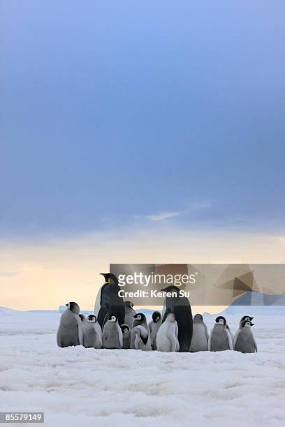 emperor penguins, snow hill island, antarctica  - snow hill island photos et images de collection