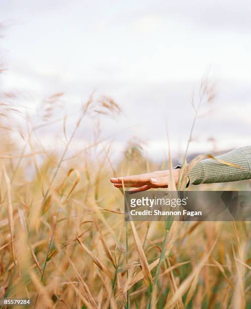 hand touching wheat plants in field - okanagan valley stock pictures, royalty-free photos & images