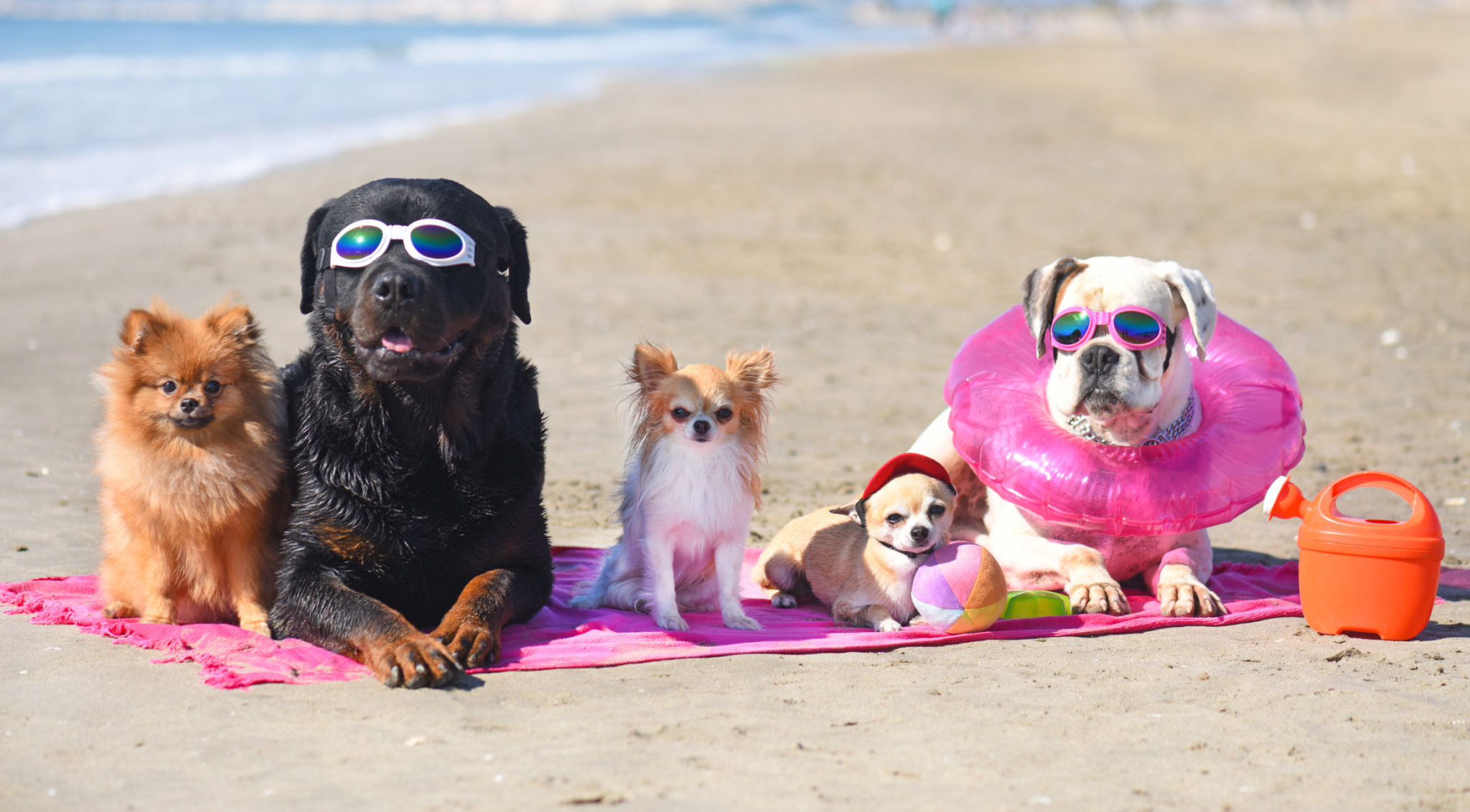 dog beach supplies