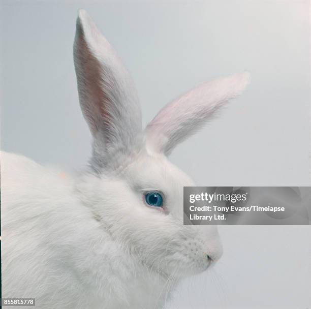 White Rabbit Walk 16,064 White Rabbit Stock Photos, High-Res Pictures, and Images - Getty ...