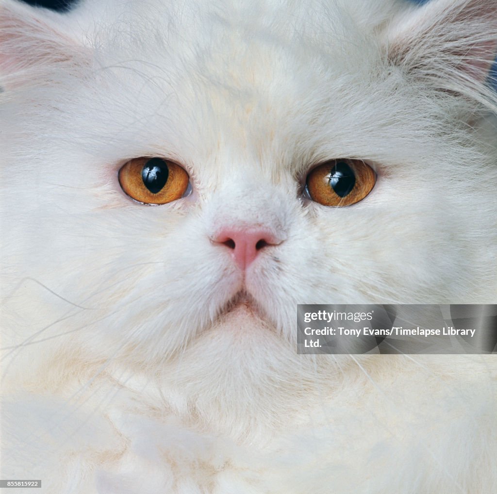 White Persian