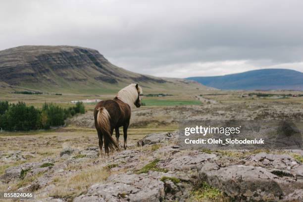 icelandic horse in  mountains in iceland - icelandic horse stock pictures, royalty-free photos & images