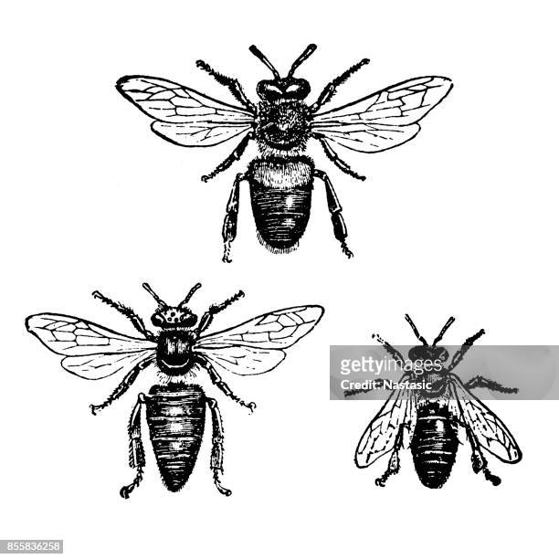 stockillustraties, clipart, cartoons en iconen met europese honingbij (apis mellifera) - honey bee