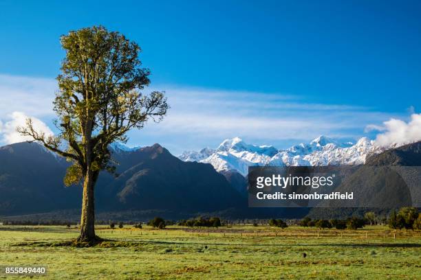 árbol kahikatea y los alpes del sur - westland isla del sur de nueva zelanda fotografías e imágenes de stock
