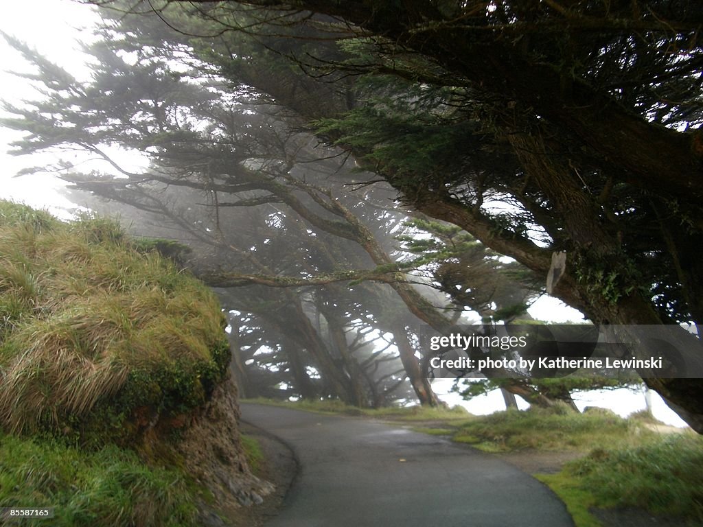 Cypress Tunnel