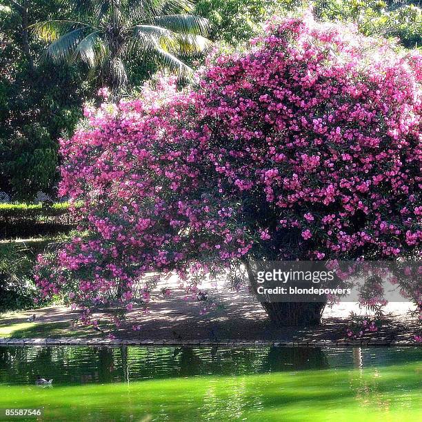 blossoming tree - oliandro imagens e fotografias de stock
