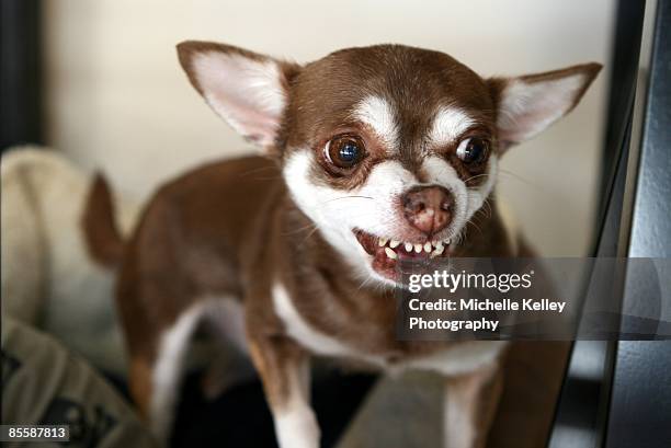 brown chihuahua snarling with teeth showing - snarling stock-fotos und bilder