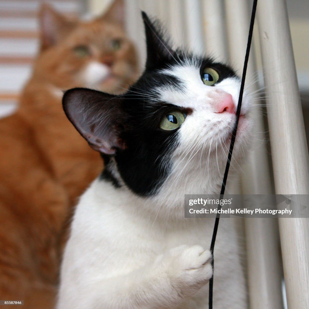 Black and white cat looking at string