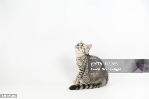 tabby kitten with white background - cats play fighting stock pictures, royalty-free photos & images