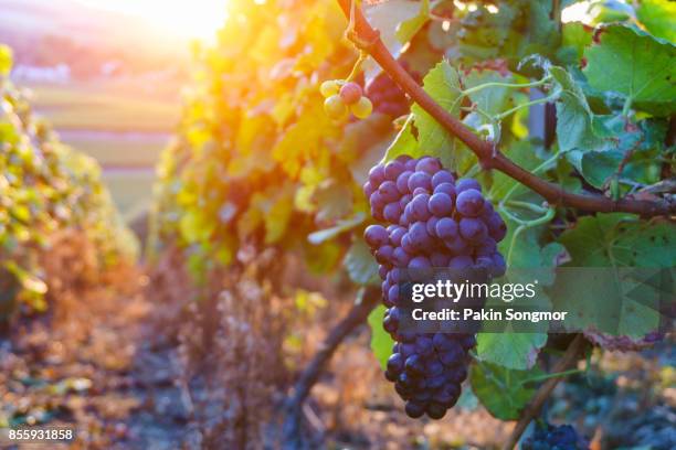 vine grapes in champagne region in autumn harvest, france - grapes on vine stockfoto's en -beelden