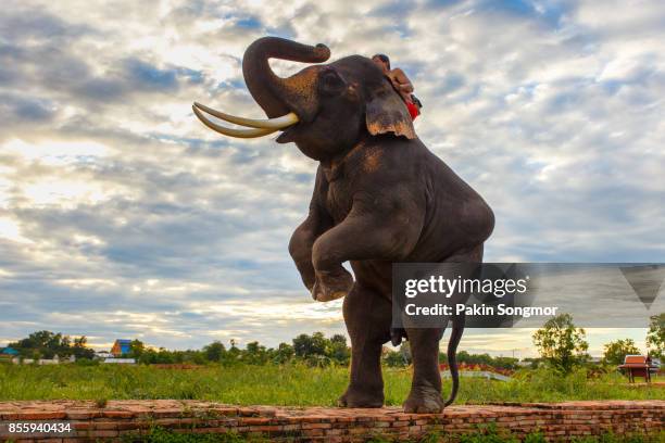 elephants and old stupa at ayutthaya province in thailand - muscle d'un animal photos et images de collection