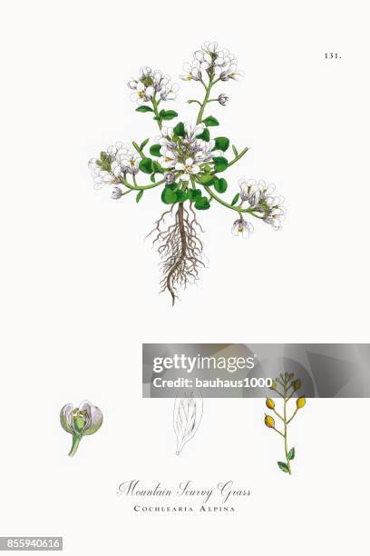 mountain scurvy grass, cochlearia alpina, victorian botanical illustration, 1863 - scurvy stock illustrations