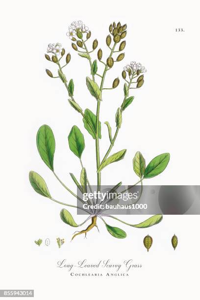 long-leaved scurvy grass, cochlearia anglica, victorian botanical illustration, 1863 - scurvy stock illustrations