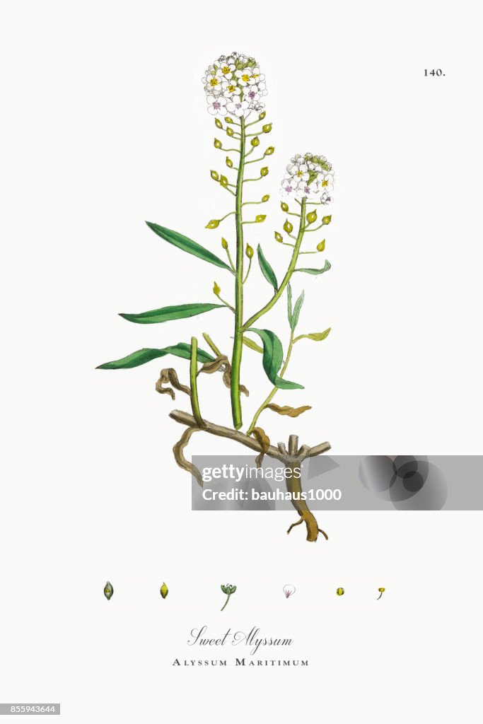 Sweet Alyssum, Alyssum Maritimum, Victorian Botanical Illustration, 1863