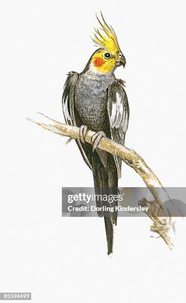 illustration of cockatiel (nymphicus hollandicus), male bird perching on branch, showing distinctive yellow crest on head - animal's crest stock illustrations