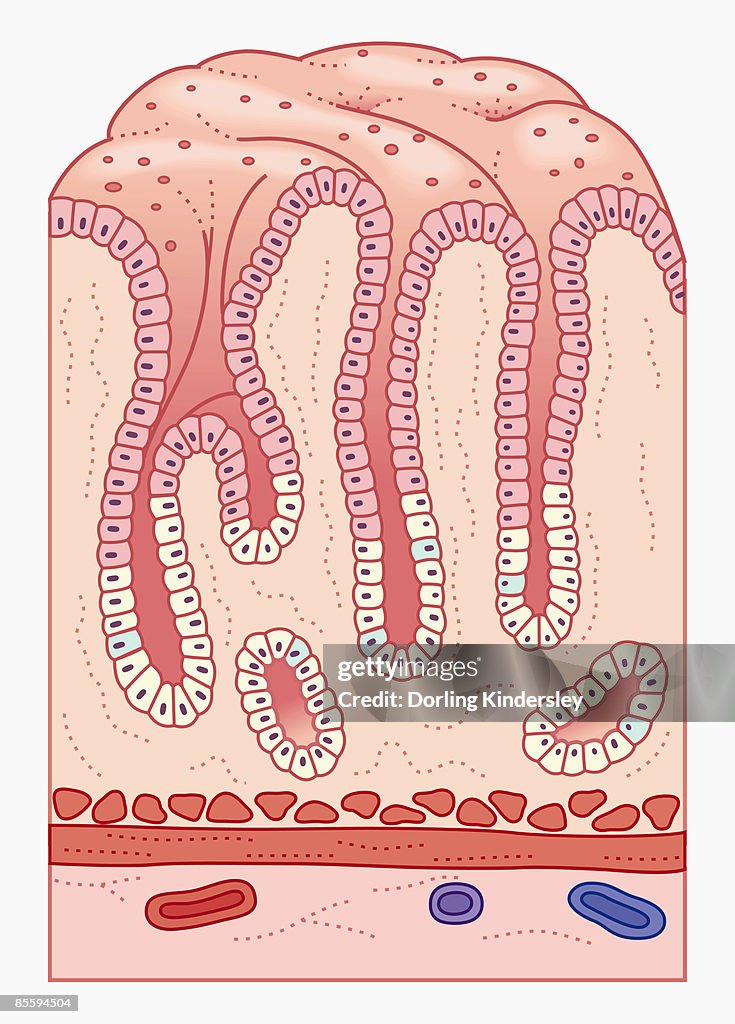 Cross Section Illustration Of Human Stomach Lining And Wall With