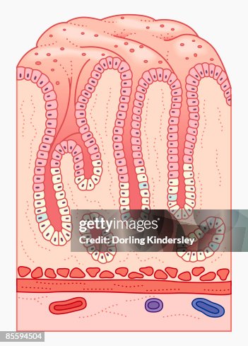 Cross Section Illustration Of Human Stomach Lining And Wall With ... Biology Diagrams