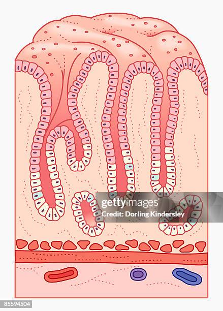 cross section illustration of human stomach lining and wall with gastric pits containing mucus epithelium and gastric glands - lamina propria stock illustrations