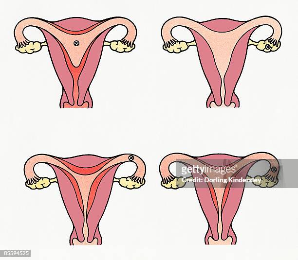 sequence of illustrations of egg in ovary, fallopian tube, in uterus, and shedding of uterine lining  - menstruation stock illustrations