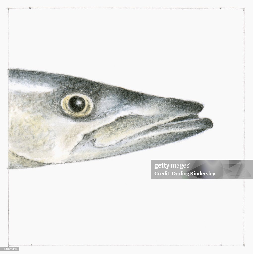Illustration of Great Barracuda (Sphyraena barracuda), head in profile