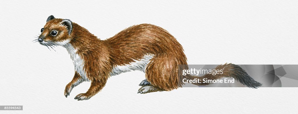 Illustration of Ermine, Weasel or Stoat (Mustela erminea), small mammal showing summer coat, found in western Europe and North America