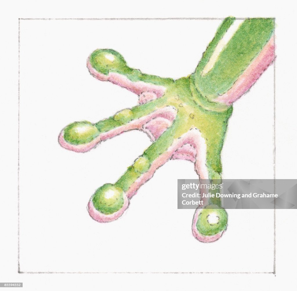 Illustration of discs on toes of Tree Frog (Hyla arborea)