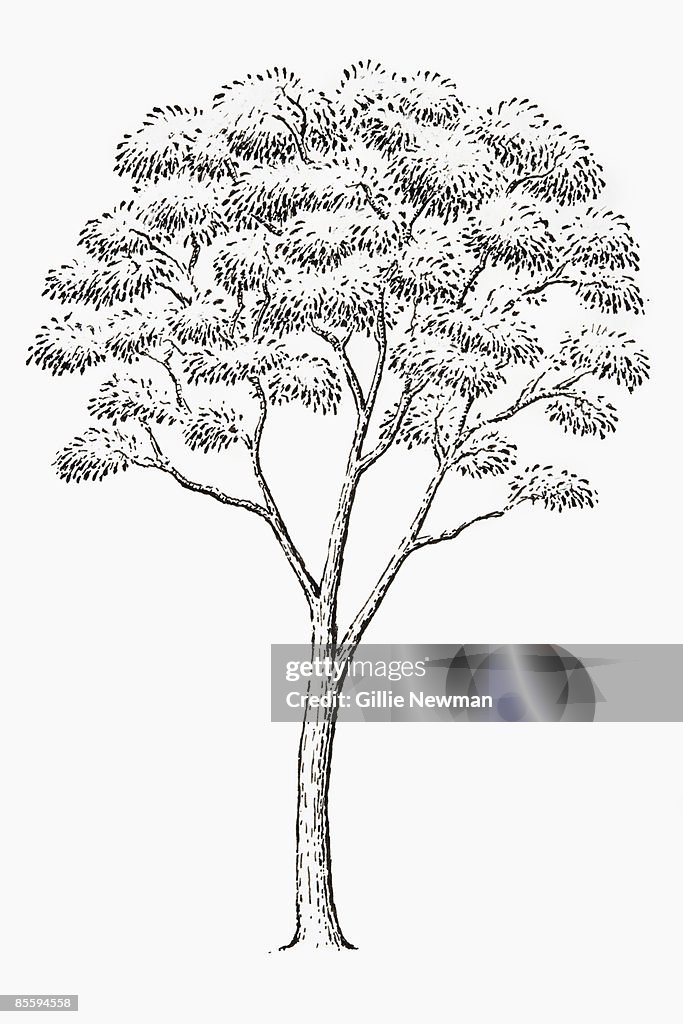Black and white illustration of Eucalyptus globulus (Tasmanian Blue Gum, Southern Blue Gum or Blue Gum), Eucalyptus tree
