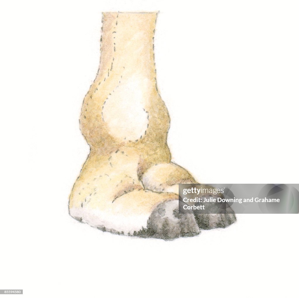 Illustration of Cow (Bos Taurus), cloven hoof
