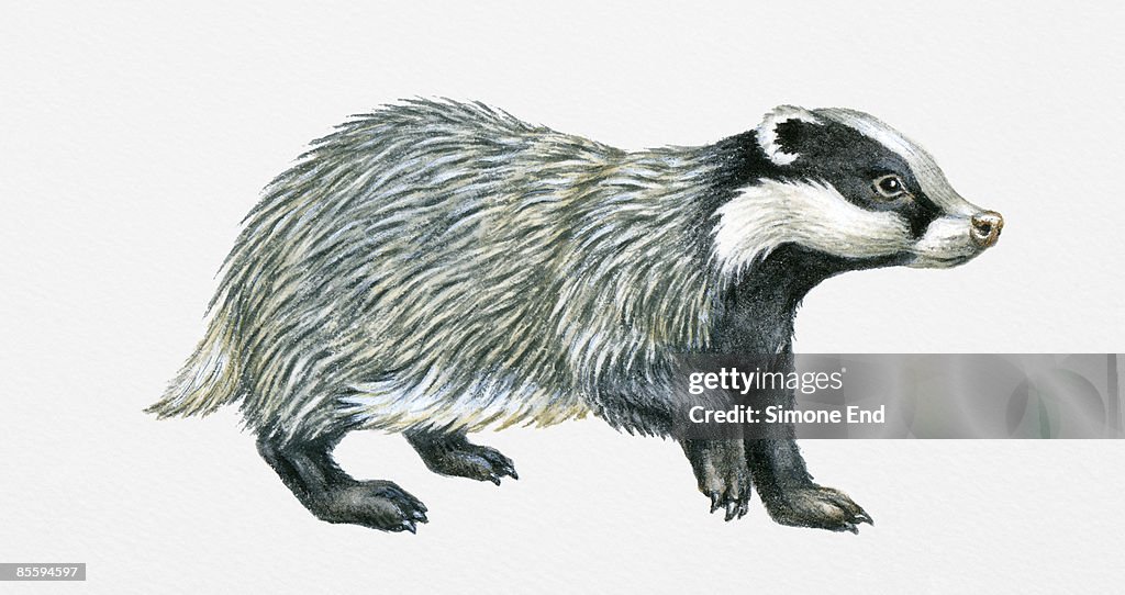 Illustration of European Badger or Eurasian badger (Meles meles), alert with paw up, found in western Europe