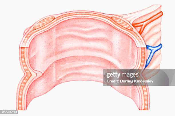 cross section illustration of human large intestine - membran stock-grafiken, -clipart, -cartoons und -symbole