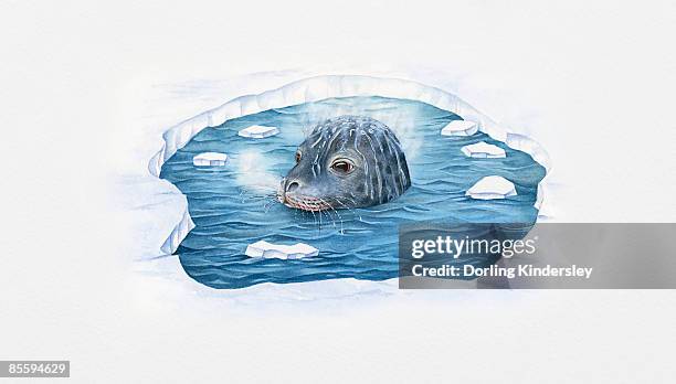 illustration of hole in ice and steam rising off head and water vapour from nose of seal  - wind in face stock illustrations