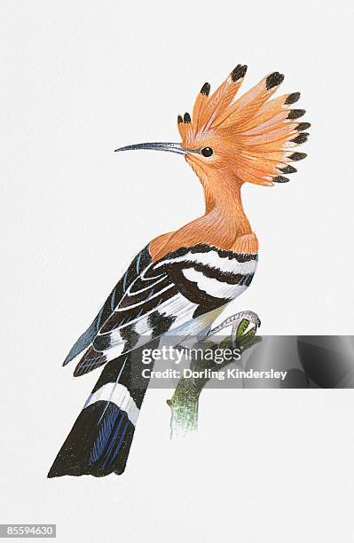 ilustraciones, imágenes clip art, dibujos animados e iconos de stock de illustration of common hoopoe (upupa epops), perching on branch - hoopoe